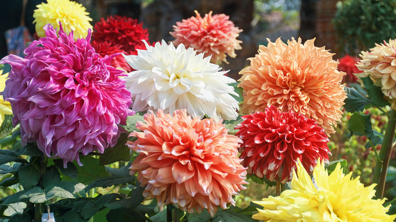 dahlias 