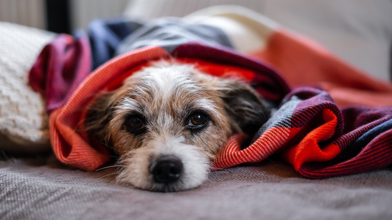 dog under a blanket