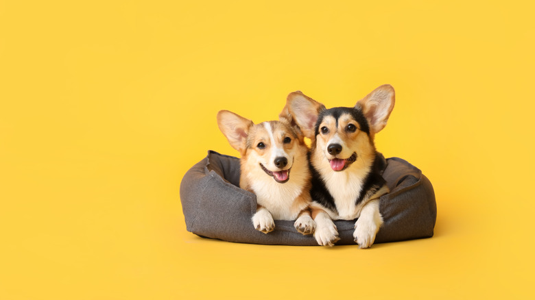 corgis in a dog bed