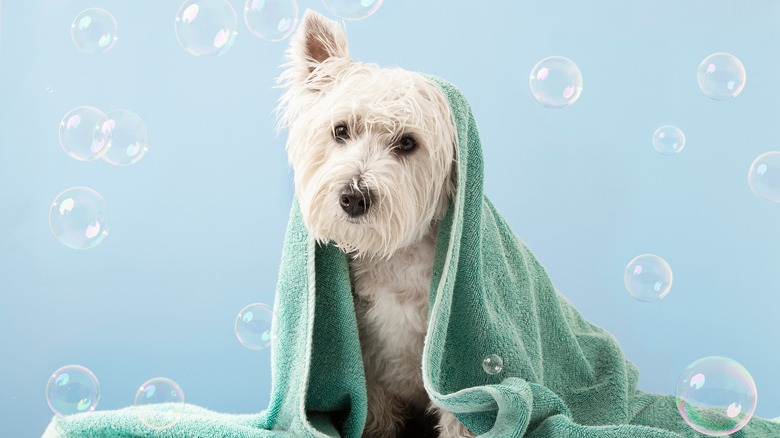 dog getting groomed