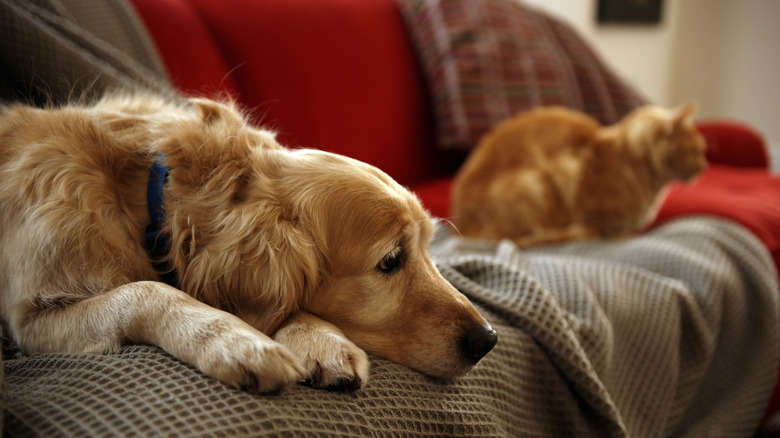 dog and cat on the couch