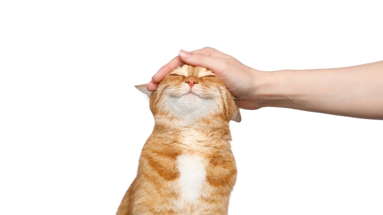 petting a cat's head