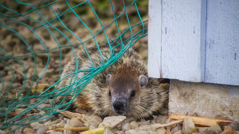 Groundhog getting through fence