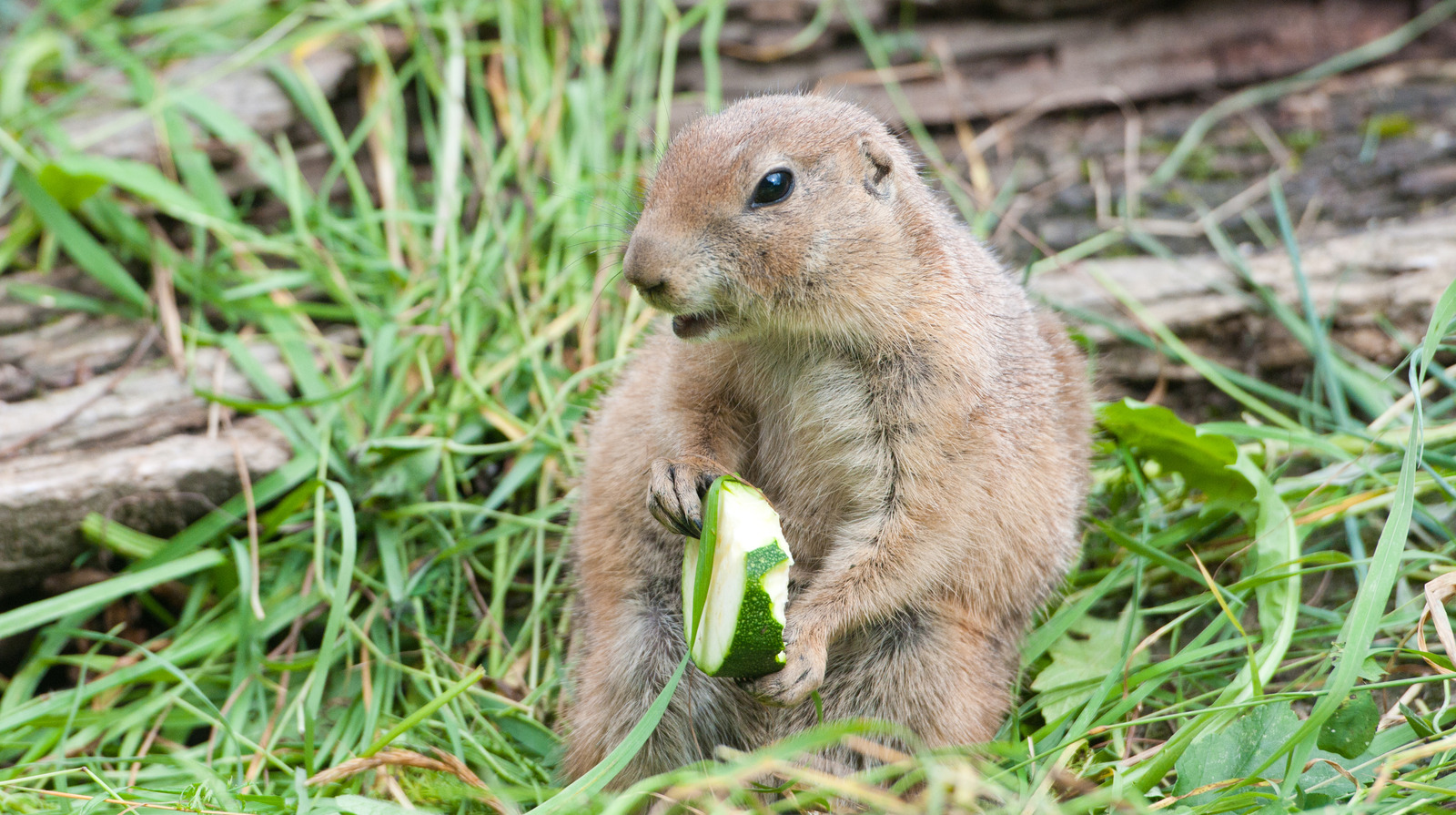 How To Protect Your Garden Cucumbers From Hungry Groundhogs