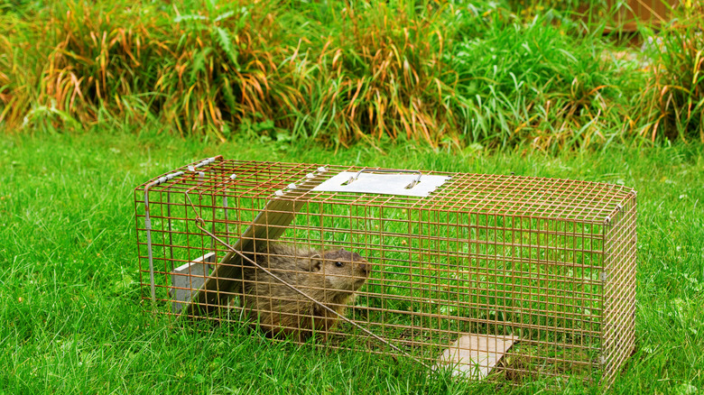 groundhog in cage trap