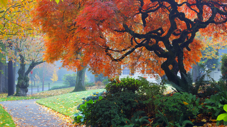 Vibrant Japanese maple in yard