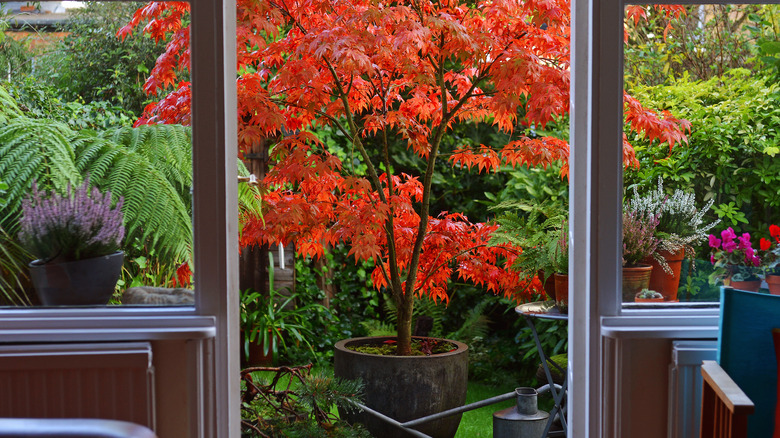 Potted Japanese maple in garden