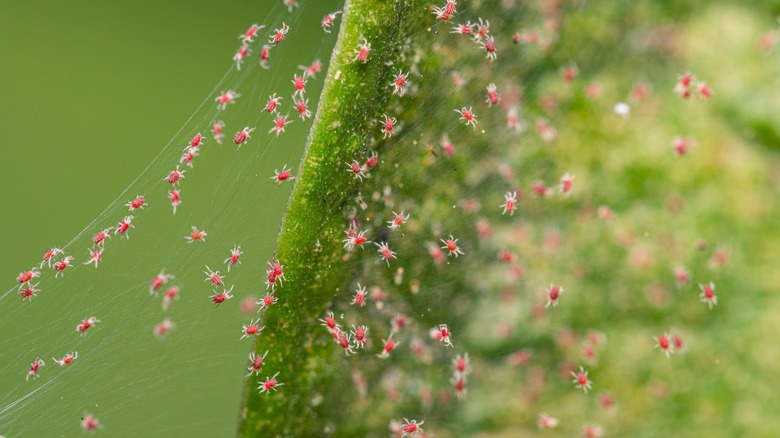 Colony of spider mites seen close up