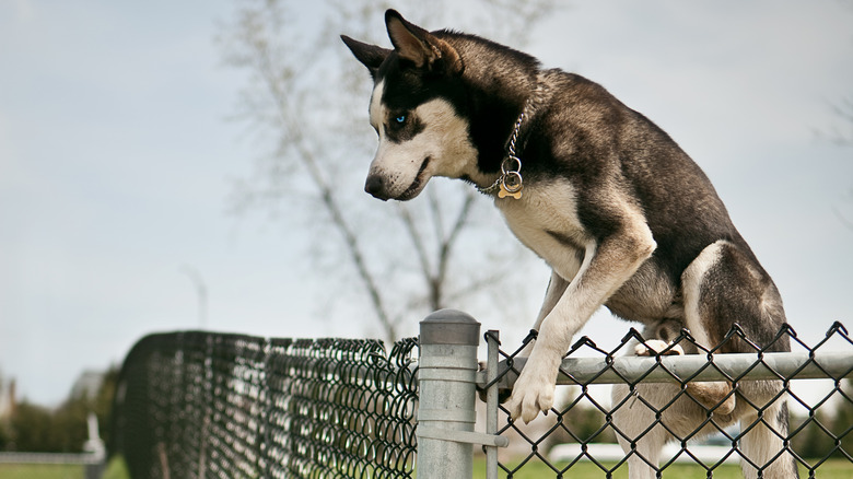 Siberian Husky climbing fence