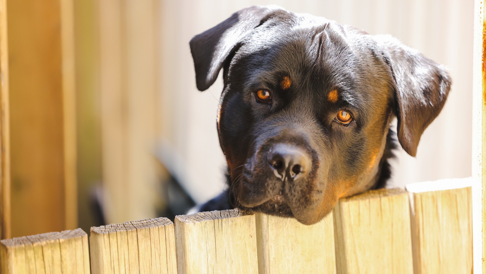 Dog proofing 2024 your fence