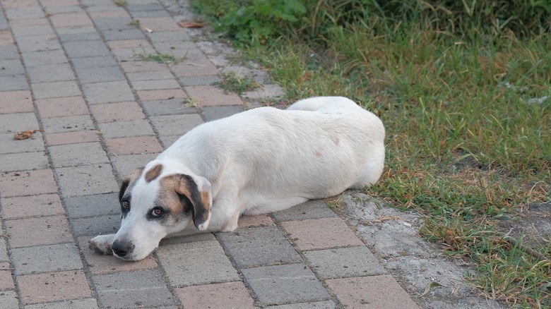 Dog laying on brick pathway