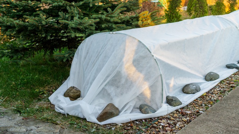 garden hoops with frost cloth