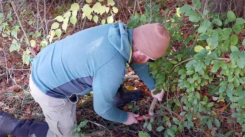 Man cutting Oriental bittersweet vine