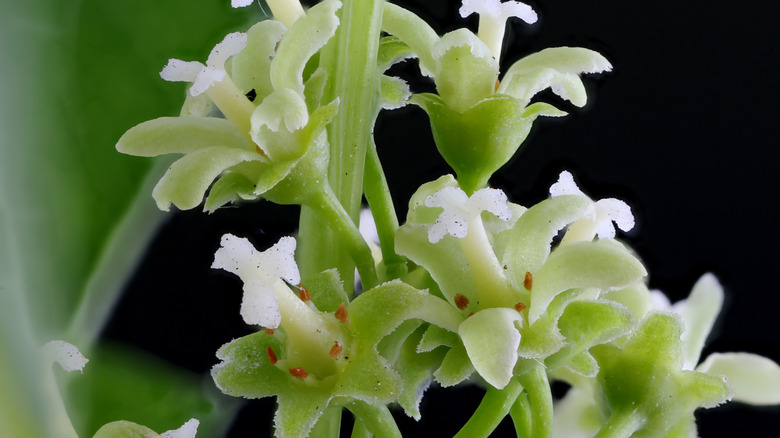 Bittersweet's young green blooms