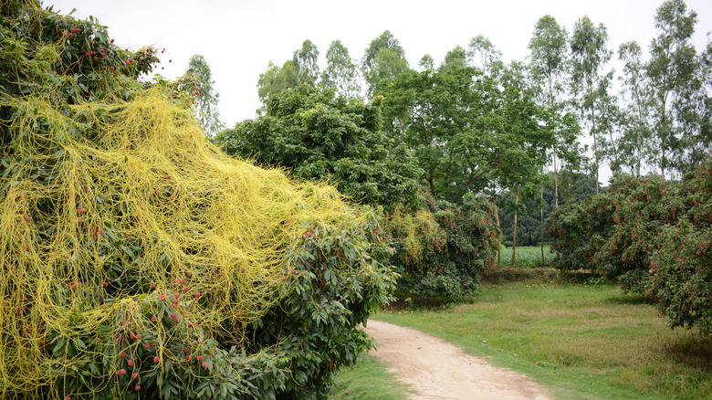 Dodder weed on shrubs 