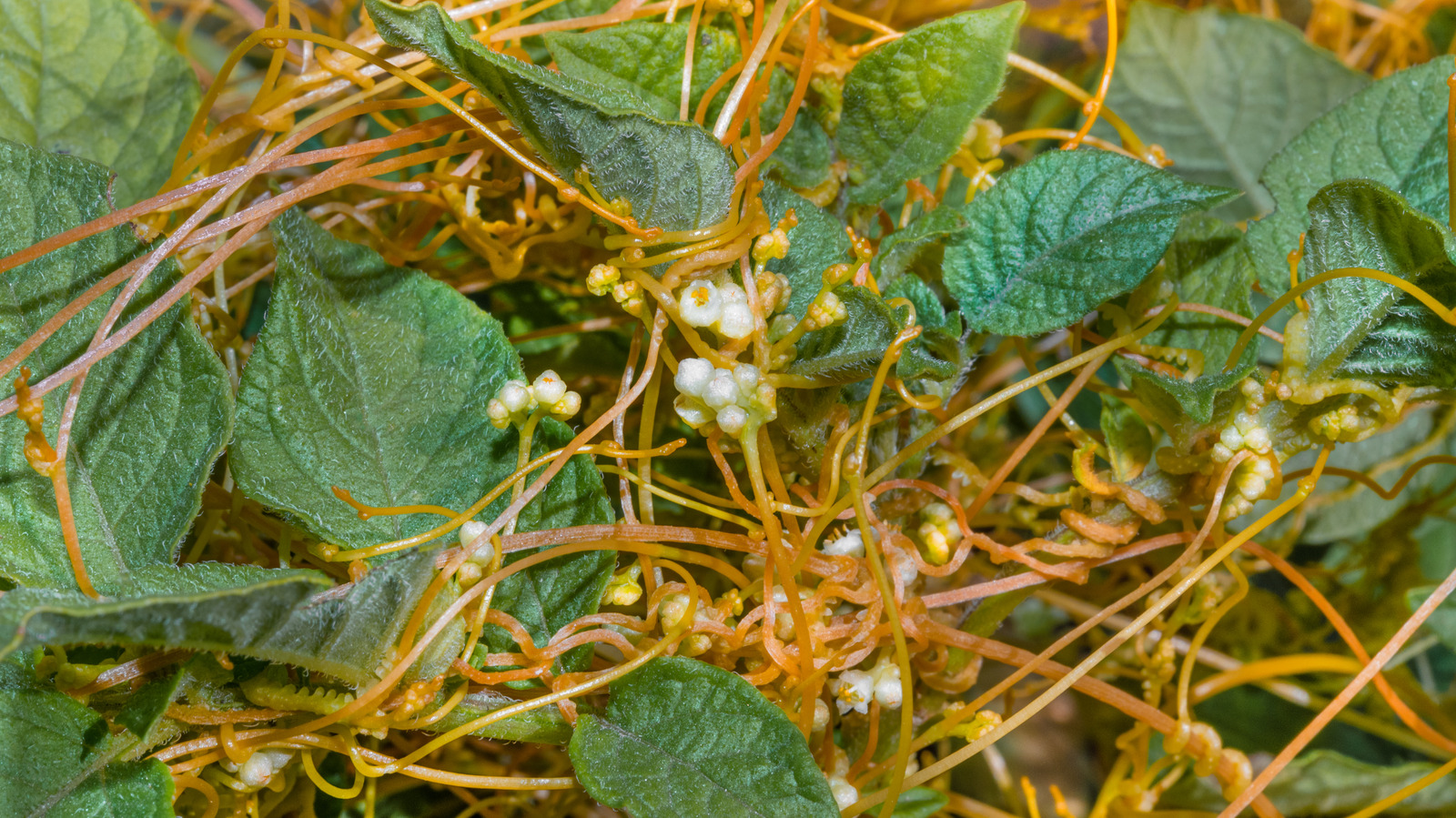 How To Protect Your Yard From Parasitic Dodder Weed