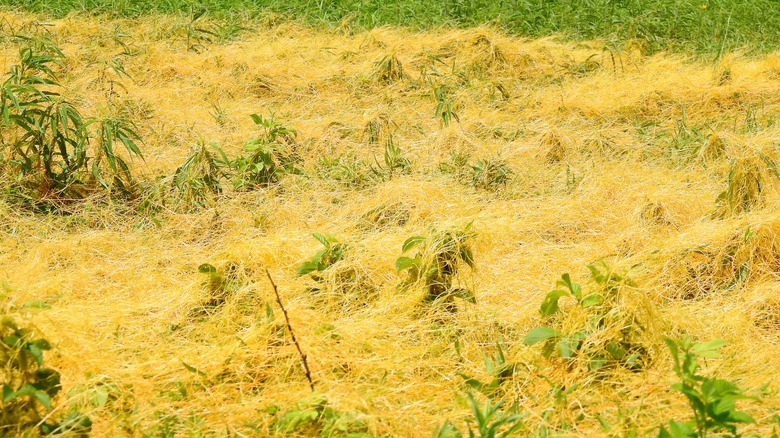 Dodder weed on vegetation 