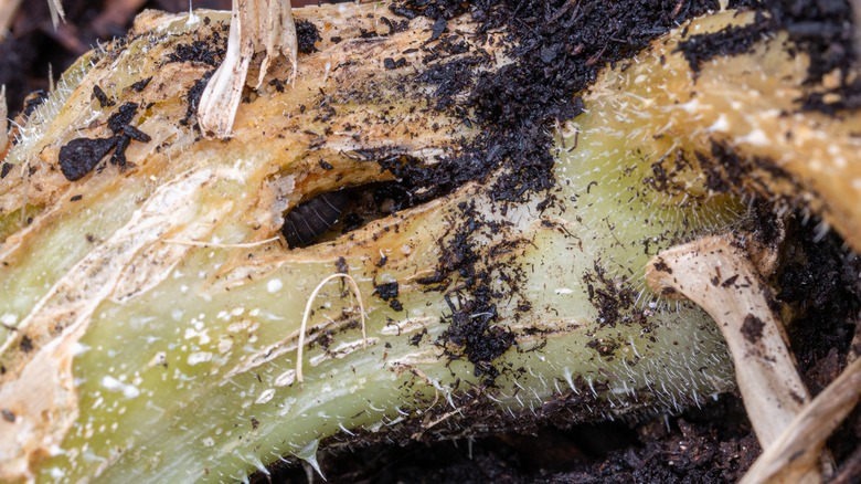 squash vine borer damage