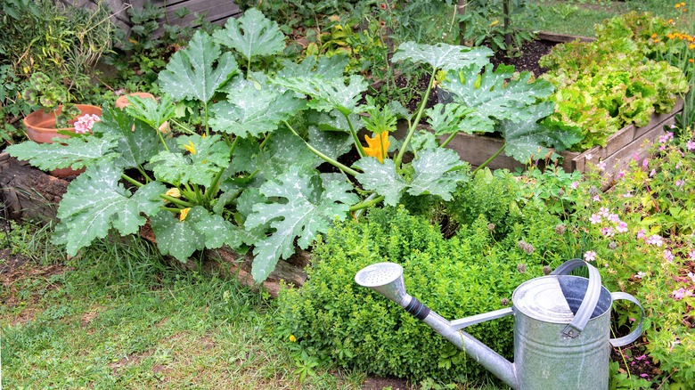 zucchini with other plants