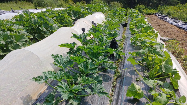 zucchini plants with row covers