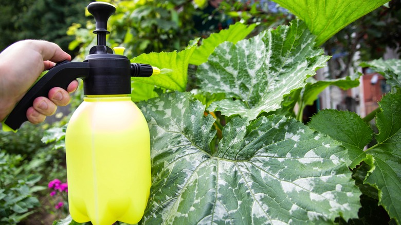 spraying zucchini plants