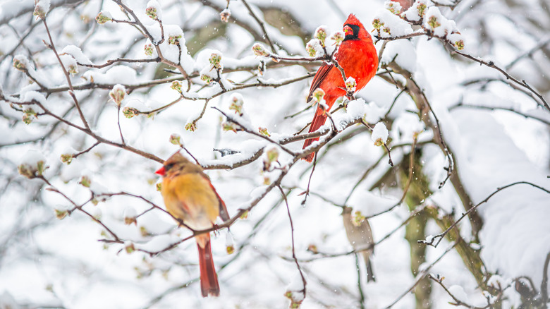 Two cardinals sit in a tree in winter.