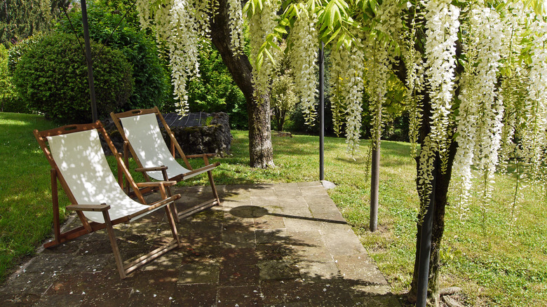 A pair of deck chairs under the shade of a pergola covered with blooming wisteria