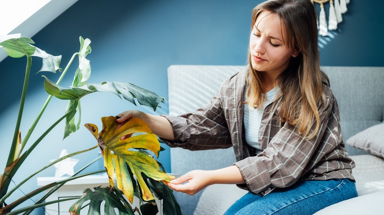 Woman inspecting diseased monstera