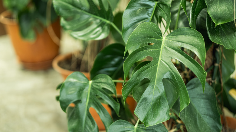 woman looking at monstera plant