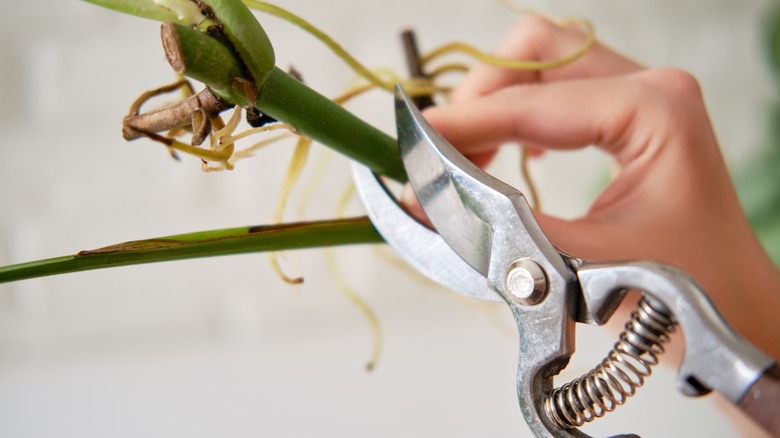 Hands pruning monstera plant