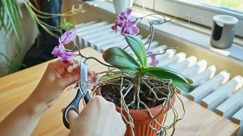 A person pruning a damaged branch on orchid with scissors