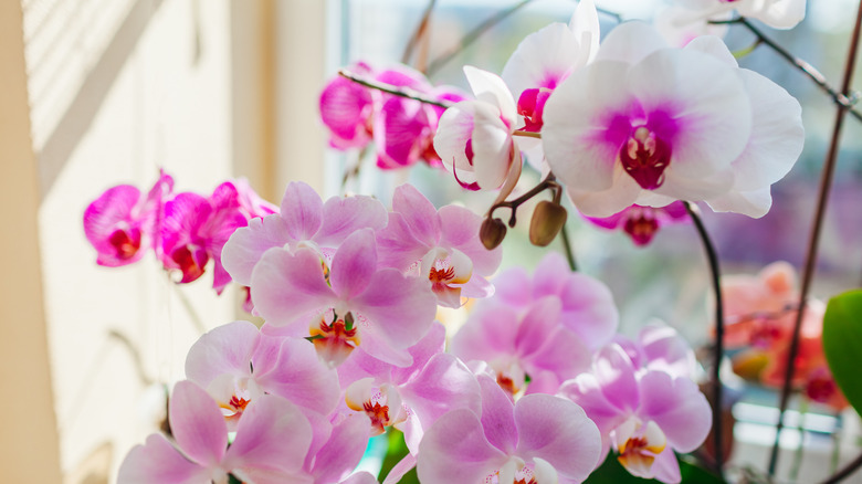 A pink blooming orchid located on a windowsill