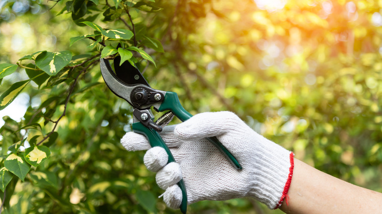 Pruning a Tree