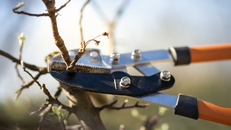 Pruning a Fruit Tree