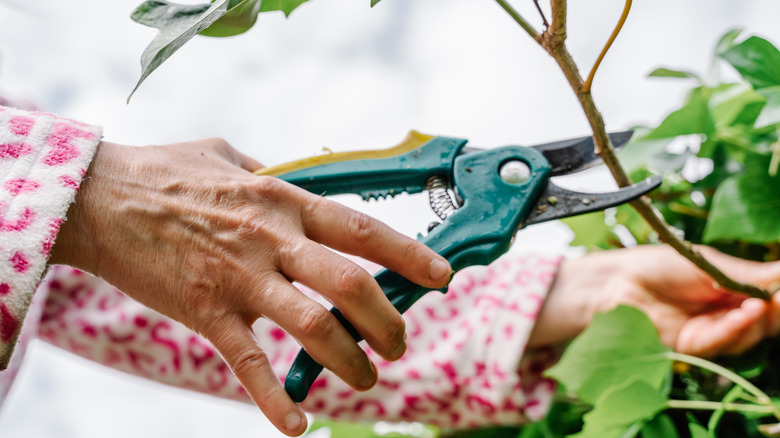 A person pruning branches from an outdoor plant