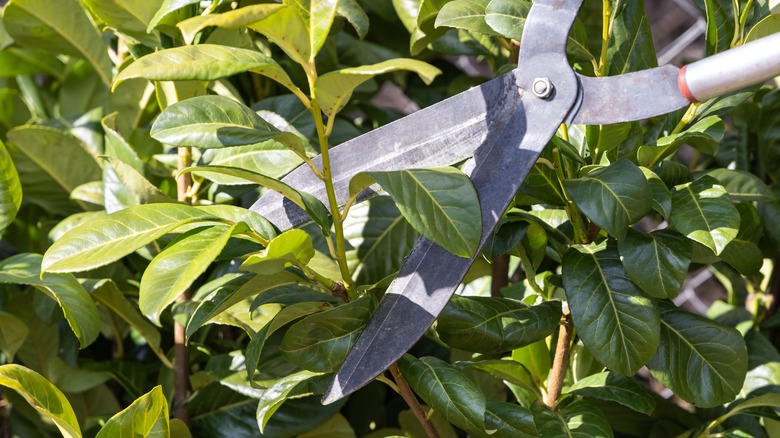 Trimming laurel