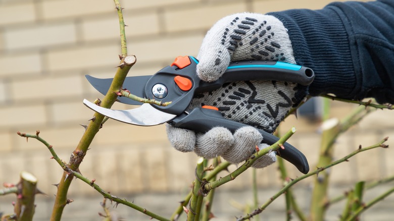 Hand pruning rose bush