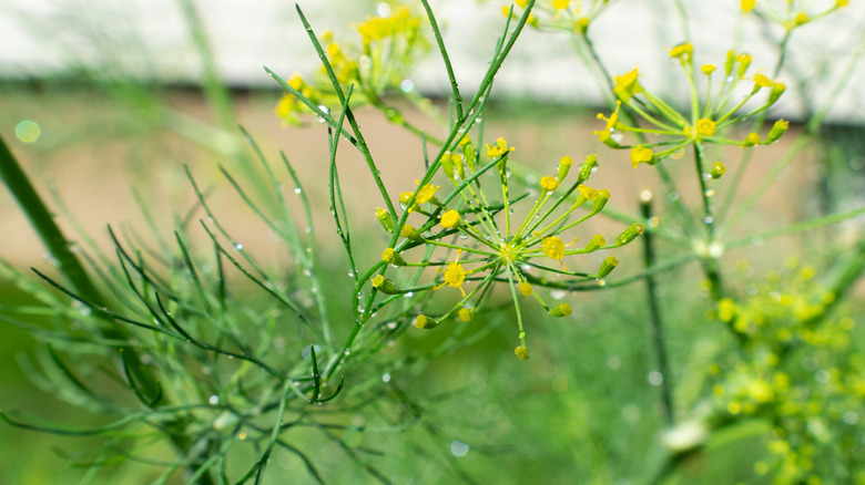 Dill flower going to seed