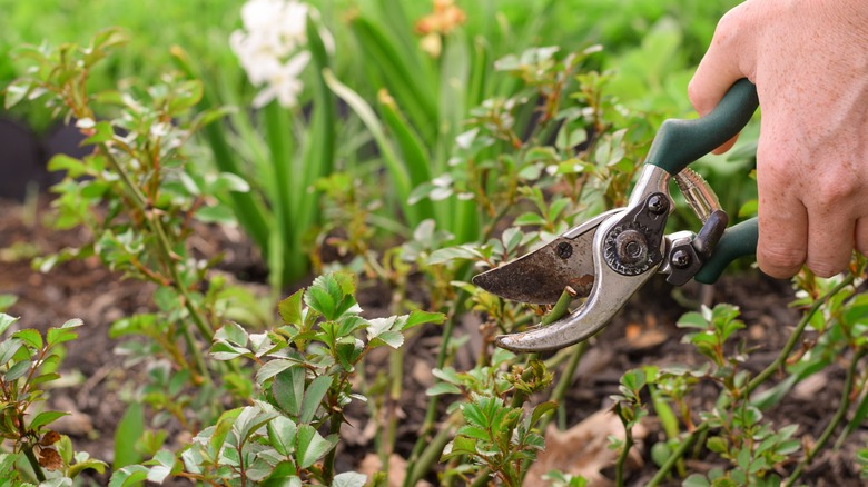 Hand holding secateurs ready to trim back a groundcover rose that already has new spring growth