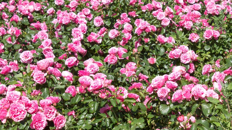 Magnificent carpet of pink flowering groundcover roses