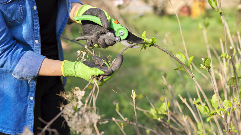 Using pruners above a bud