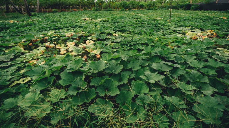 Without pruning, squash plants grow long vines.