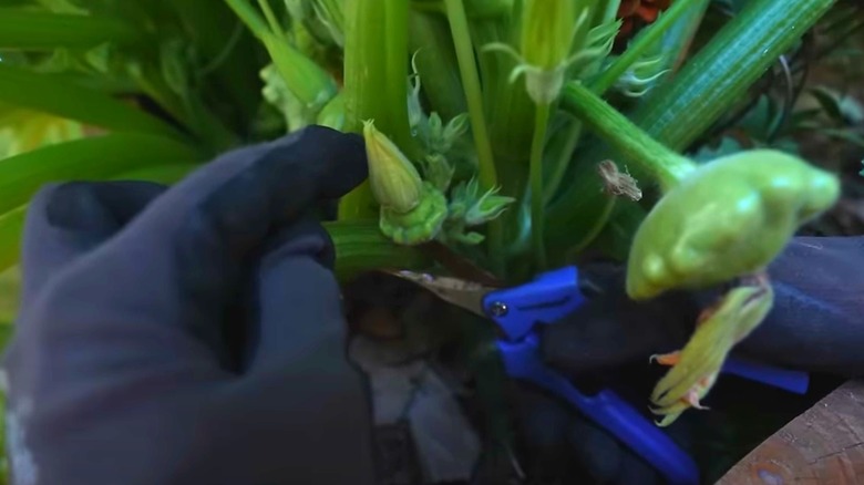 Prune squash leaves close to the stem.