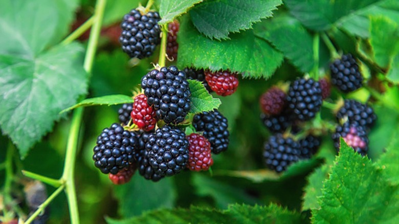 ripe blackberries growing on bush