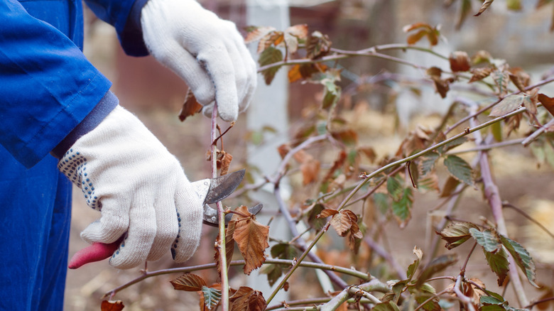 pruning back blackberry bush