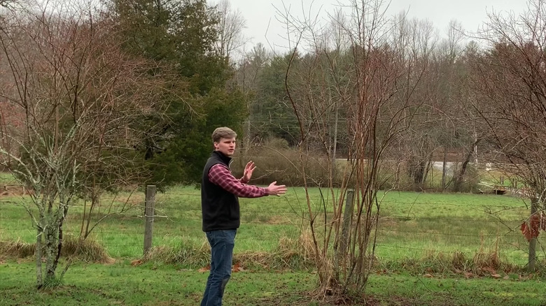 Blueberry bush vase shape