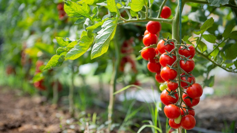 red cherry tomatoes on the vine