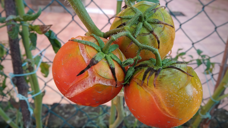 cracked tomatoes on vine