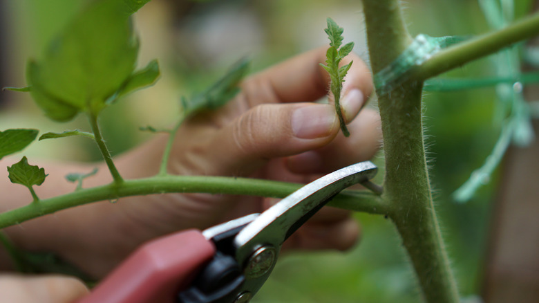 Someone removing a sucker from tomato plant