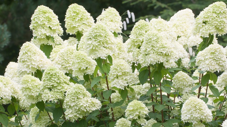 Close up of a white limelight hydrangea bush